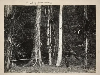 Lianes, ou plantes grimpantes, 1904